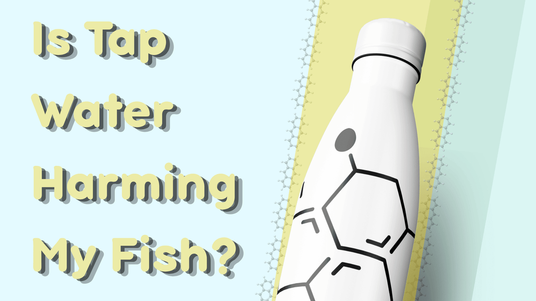 Can a Betta Fish Live in Tap Water Without Conditioner? - BettaElite UK