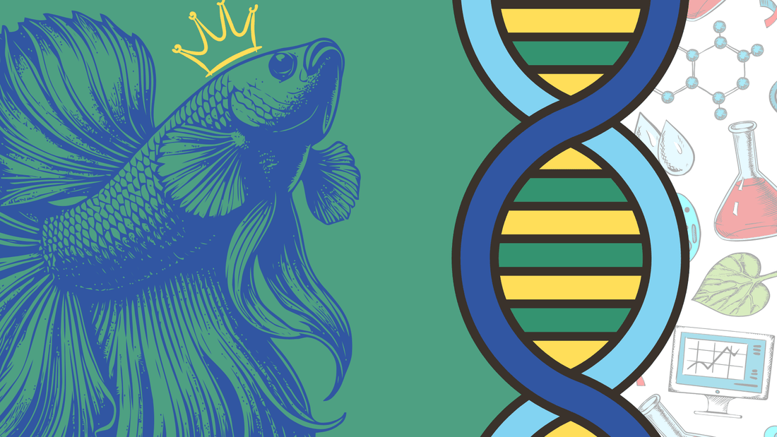 The Art and Science of Selective Breeding for Betta Fish - BettaElite UK