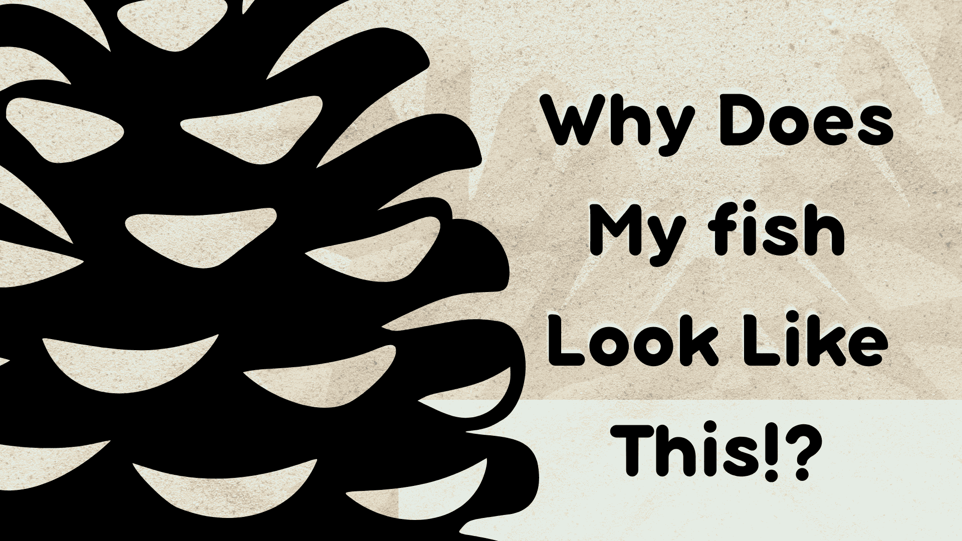 Why Is My Betta Fish Bloated and Pineconing? (Dropsy in Betta Fish Explained + Treatment) - BettaElite UK