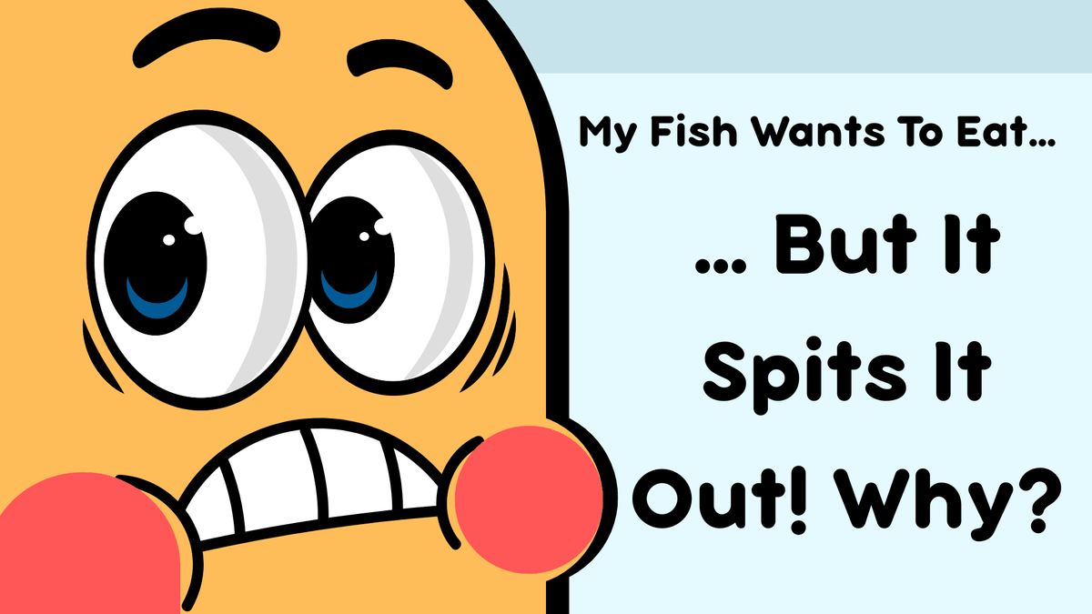 Why Is My Betta Fish Spitting Out Food? Causes and Solutions