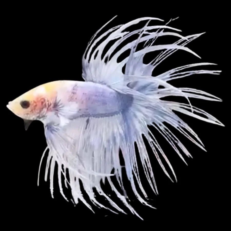 Crowntail - BettaElite UK