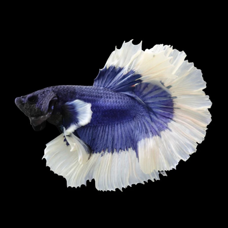 Side profile of a Blue and White Butterfly, Fancy Halfmoon Betta fish with bubblegum reminants, photographed on a black background and centrally positioned.