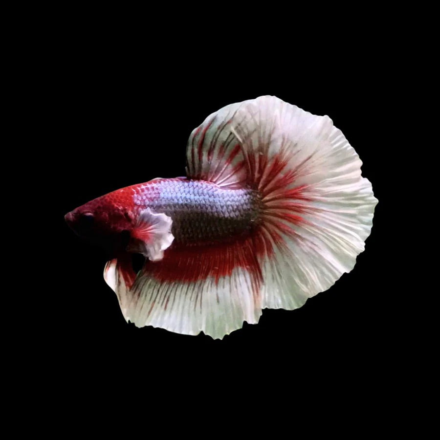 Side profile of a Red Butterfly Halfmoon Betta fish with contrasting colours, photographed on a black background and centrally positioned.