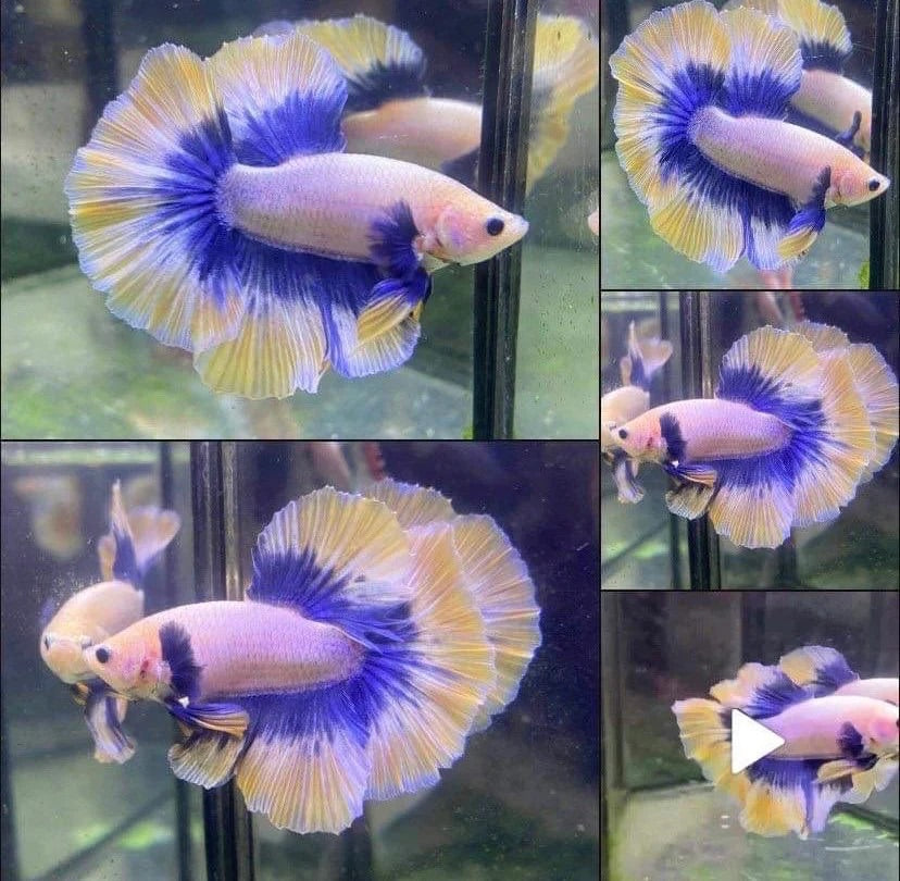 Collage of a colorful betta fish with blue and yellow fins in an aquarium.