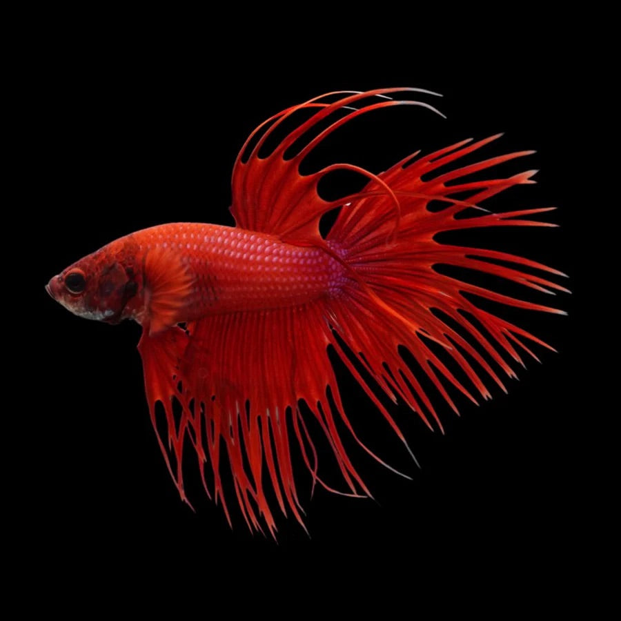 Side profile of a Red Fancy Crowntail Betta fish with striking fins, photographed on a black background and centrally positioned.