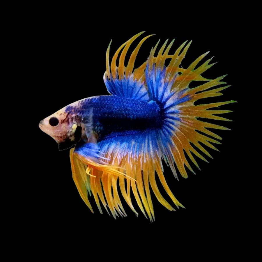Side profile of a Blue & Yellow Mustard Gas, Crowntail Betta fish with striking fins, photographed on a black background and centrally positioned.