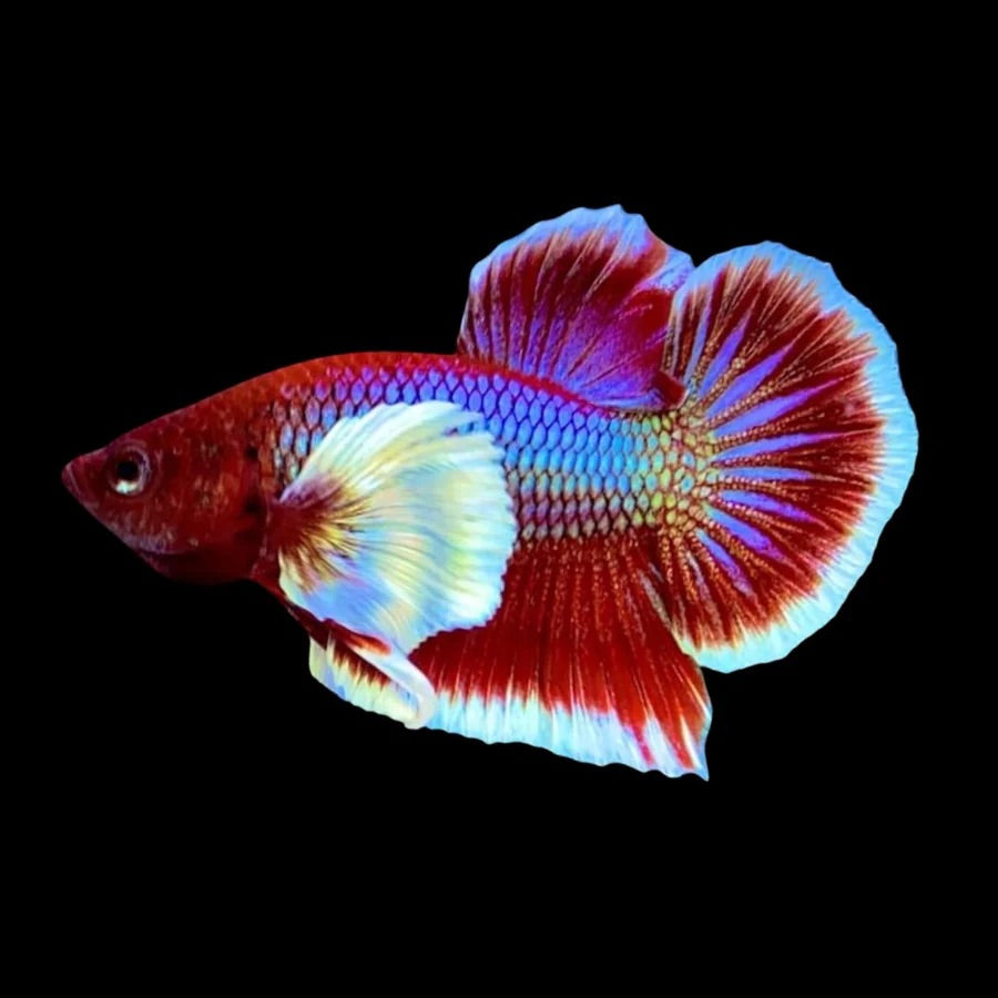 Side profile of a Lavender Dumbo Butterfly, Betta fish with iridescence scales, photographed on a black background and centrally positioned.