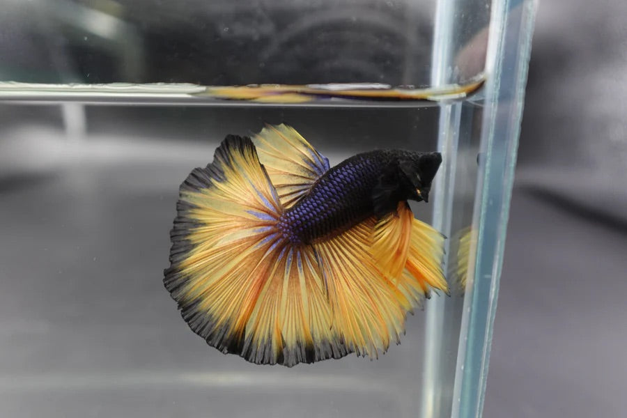 Colorful betta fish with a yellow and black tail in a clear container.