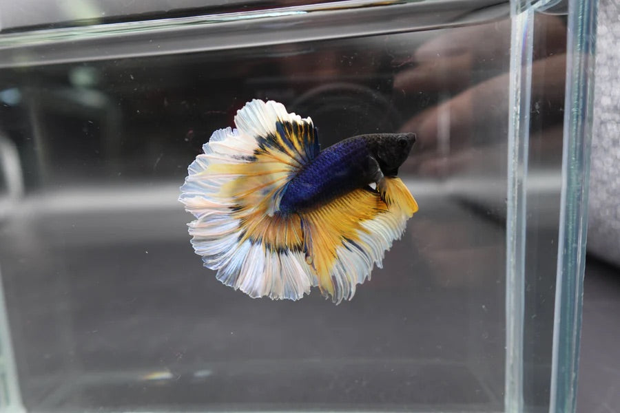 Colorful betta fish in a clear container