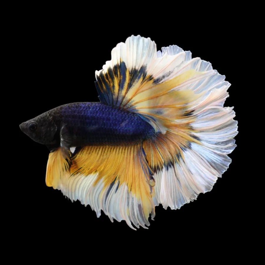 Side profile of a Black, Yellow & White Mustard Gas Halfmoon Betta fish with flowing long-fins, photographed on a black background and centrally positioned.