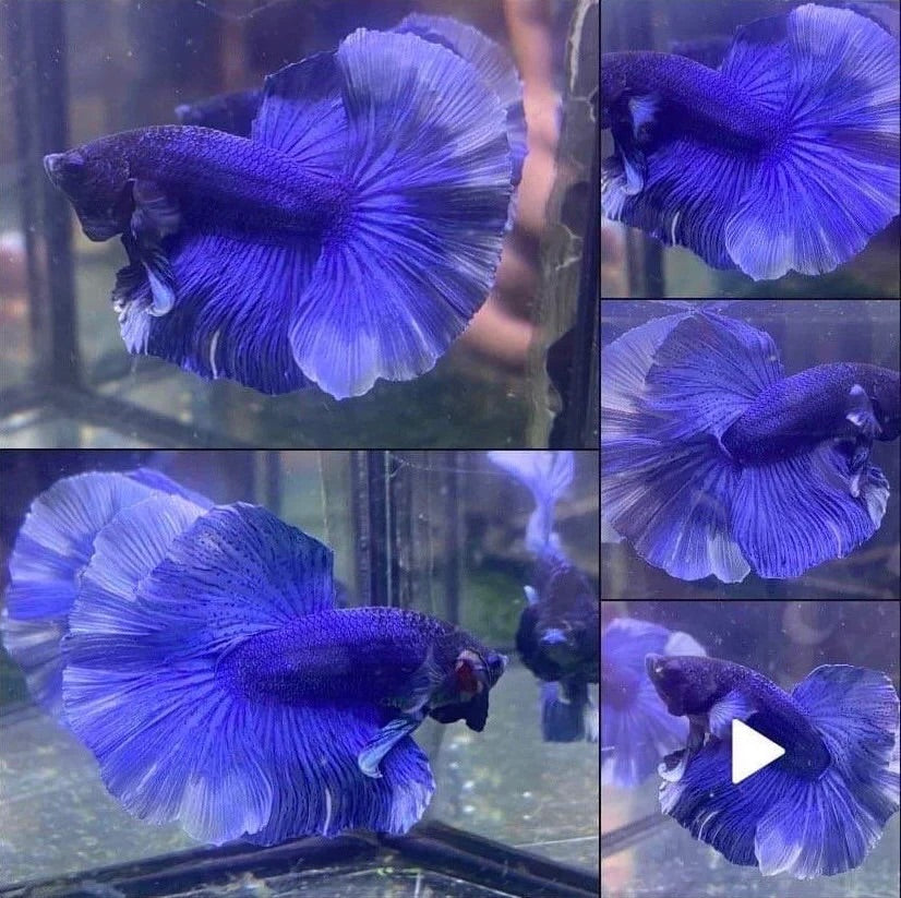 Collage of a blue betta fish with detailed patterns in an aquarium setting.