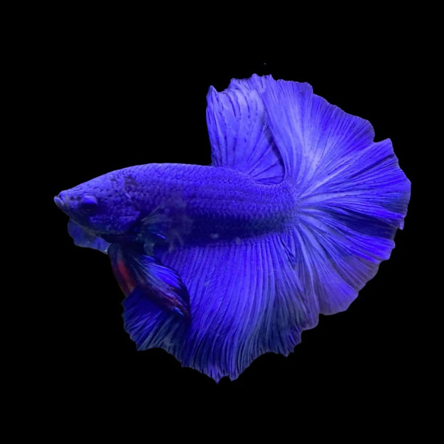 Side profile of a Blue Fancy Halfmoon Betta fish with solid, matte colouration, photographed on a black background and centrally positioned.