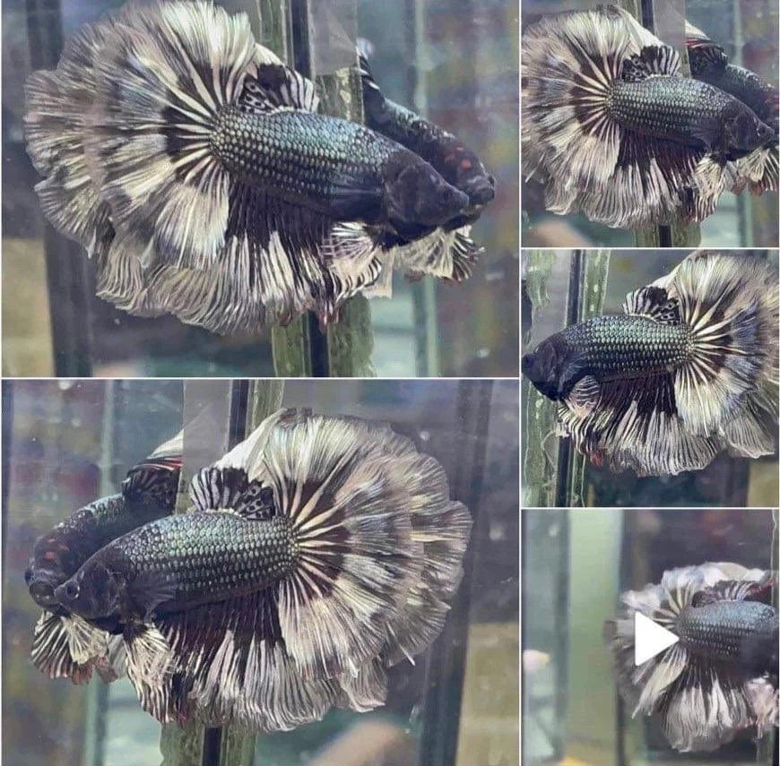 Collage of a Betta fish with a unique pattern in a tank.