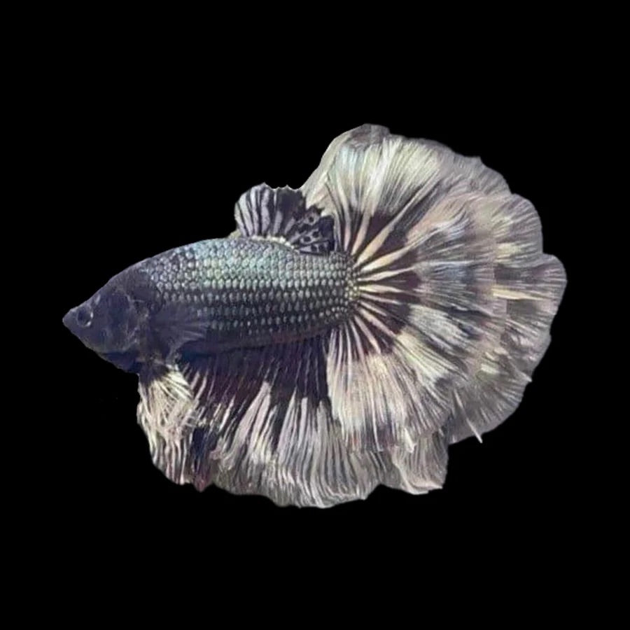 Side profile of a Platinum Fancy Halfmoon Betta fish with metallic armoured body, photographed on a black background and centrally positioned.