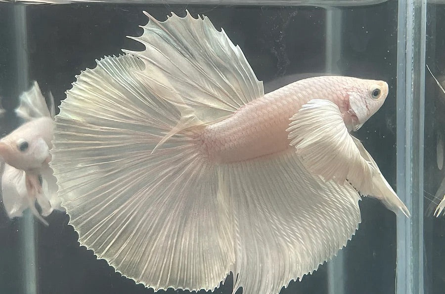White betta fish with large, fan-like tail in a clear tank