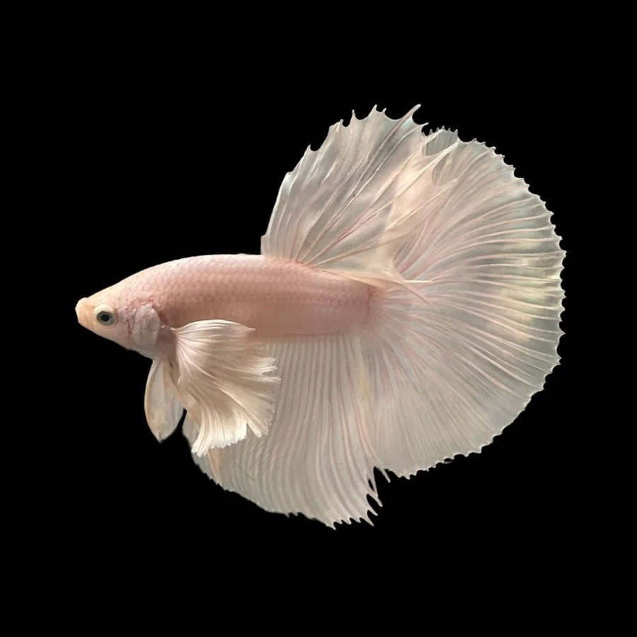 Side profile of a Platinum Fancy Halfmoon Betta fish with solid, matte pattern, photographed on a black background and centrally positioned.