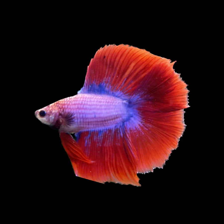 Side profile of a Red & Purple Mustard Gas Halfmoon Betta fish tipped red-tail and purple body, photographed on a black background and centrally positioned.