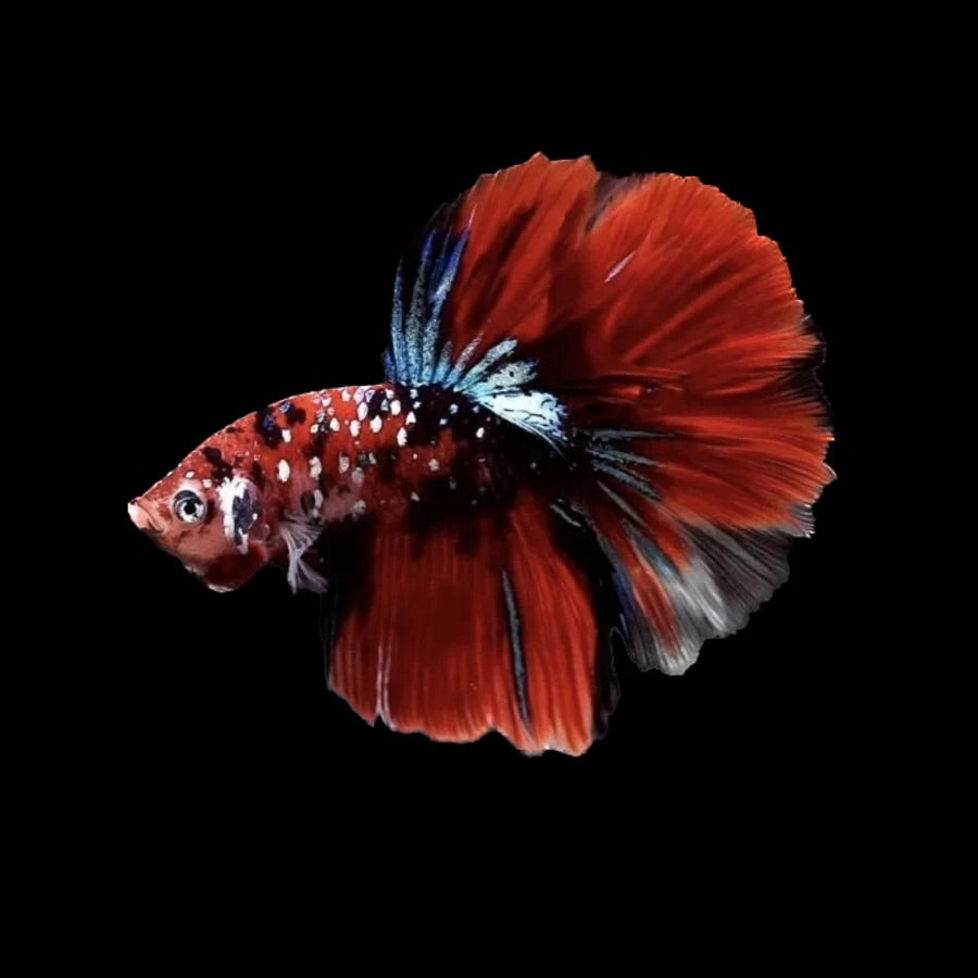 Side profile of a Red Galaxy Koi Betta fish with blood-red and white spots, photographed on a black background and centrally positioned.