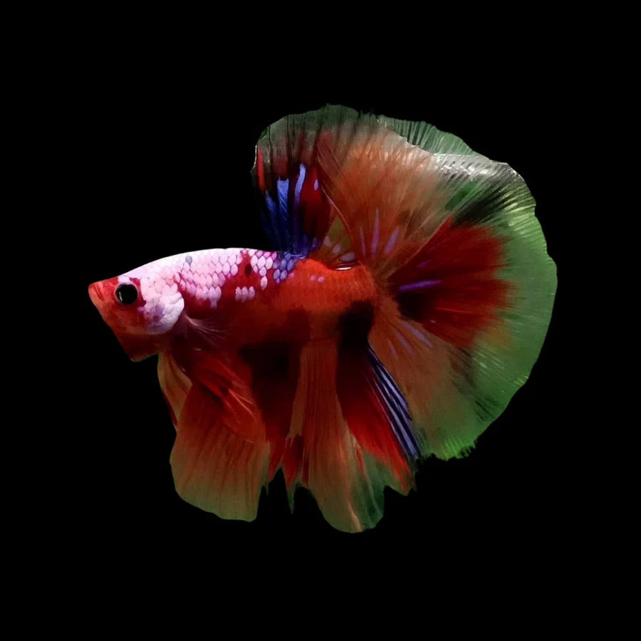 Side profile of a Red Koi Candy Halfmoon Betta fish, photographed on a black background and centrally positioned.