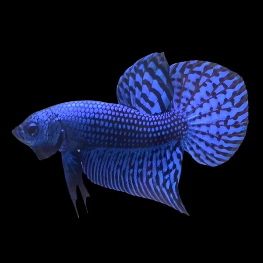 Side profile of a Blue Alien Plakat Betta fish with iridescence scales, photographed on a black background and centrally positioned.