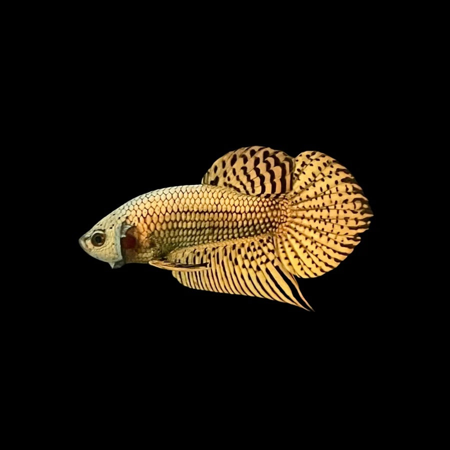 Side profile of a Copper Alien Plakat Betta fish with metallic armoured body, photographed on a black background and centrally positioned.