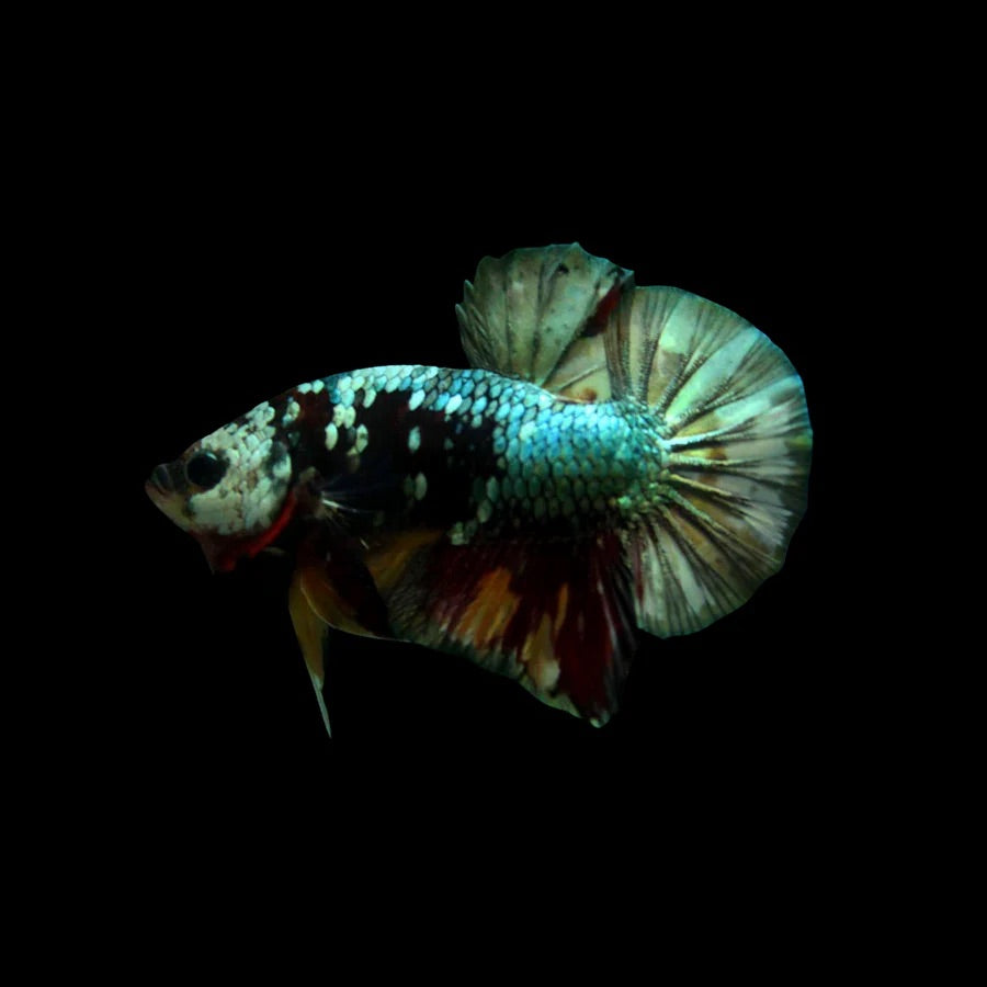 Side profile of a Copper Koi Plakat Betta fish with metallic armoured body, photographed on a black background and centrally positioned.