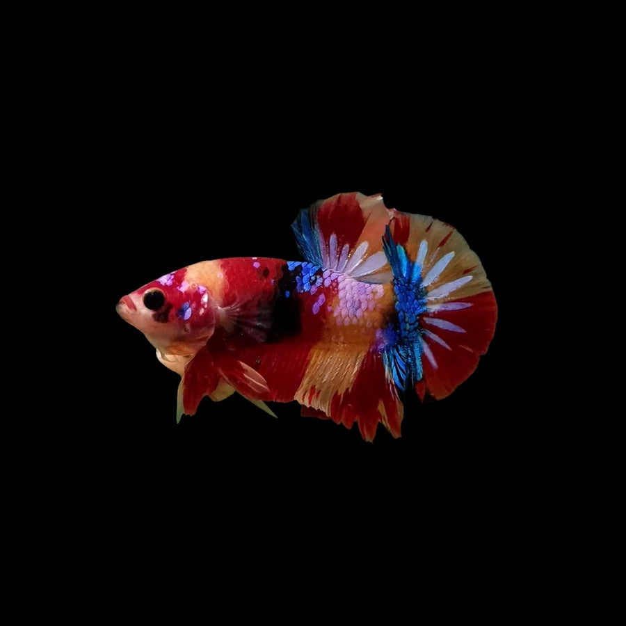 Side profile of a Red Galaxy Koi Marble Plakat Betta fish with galaxy accents on a muted coloured body, photographed on a black background and centrally positioned.