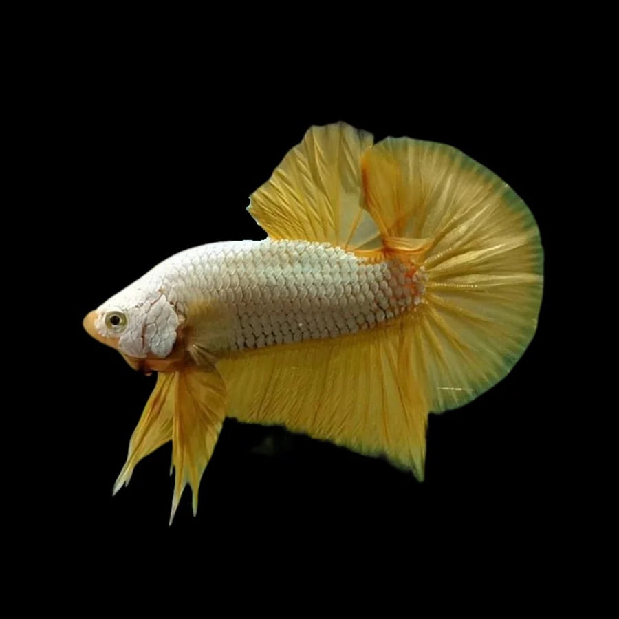 Side profile of a Yellow Dragon Plakat Betta fish with metallic armoured body, photographed on a black background and centrally positioned.