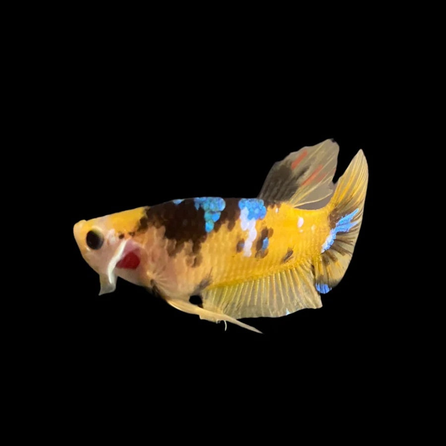 Side profile of a Yellow Galaxy Koi Male Plakat Betta fish with strong contrasting colours, photographed on a black background and centrally positioned.