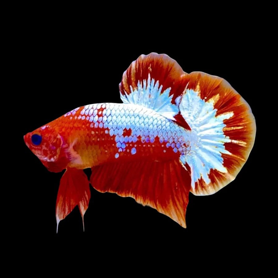 Side profile of a Red & Copper Fancy Male Plakat Betta fish with iridescence coating, photographed on a black background and centrally positioned.