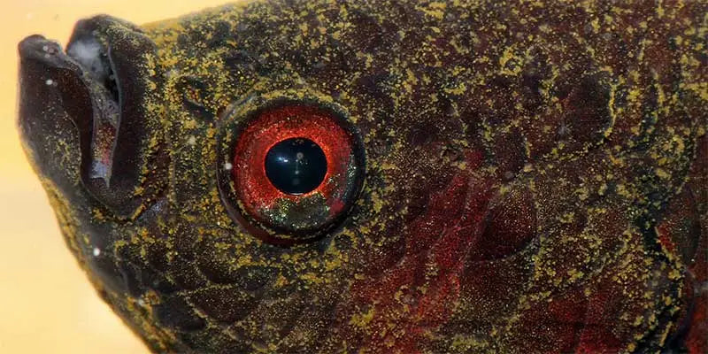 Close-up of a fish with a red eye on a beige background