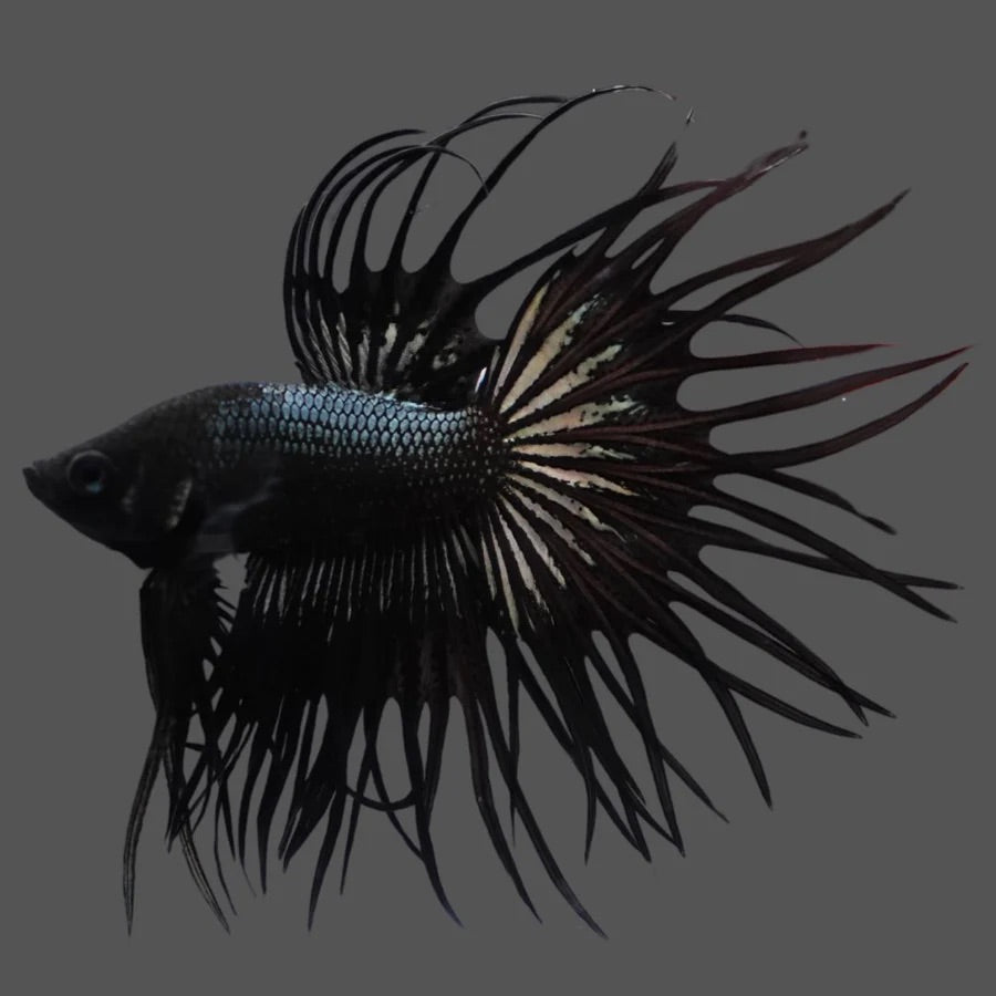 Black_King_Crowntail - BettaElite UK