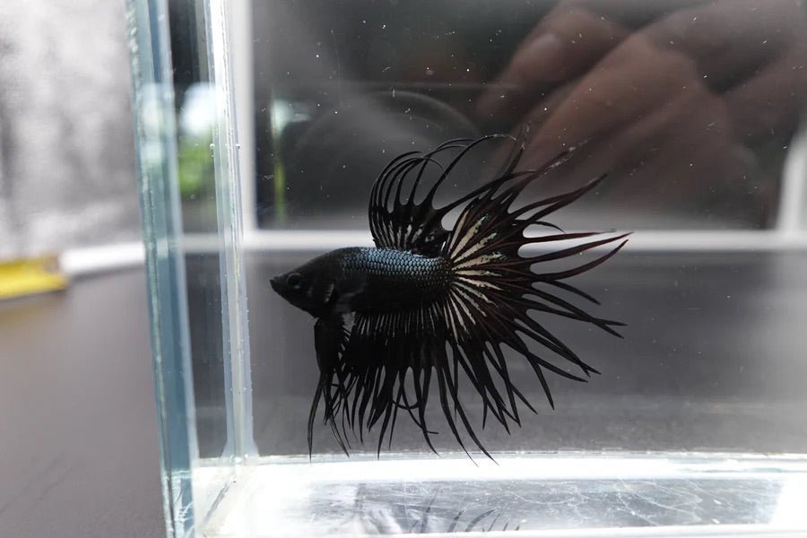 Black_King_Crowntail - BettaElite UK
