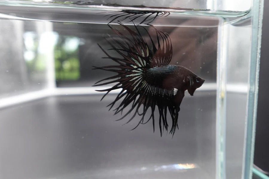 Black_King_Crowntail - BettaElite UK