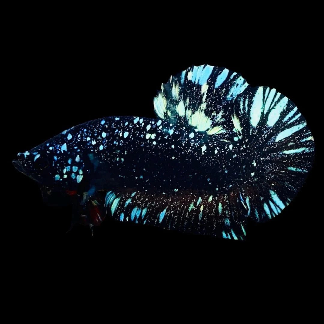 Black_Red_Galaxy_Avatar_Plakat_lll - BettaElite UK