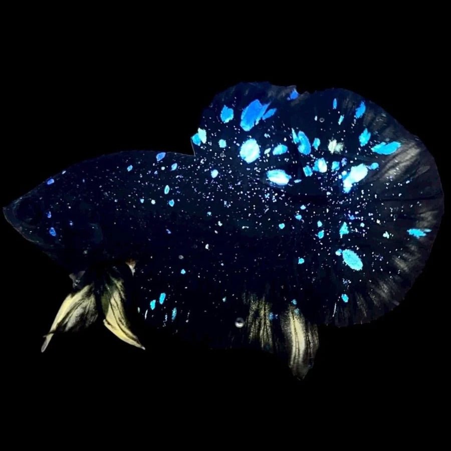 Black_Yellow_Galaxy_Avatar_Plakat_ll - BettaElite UK