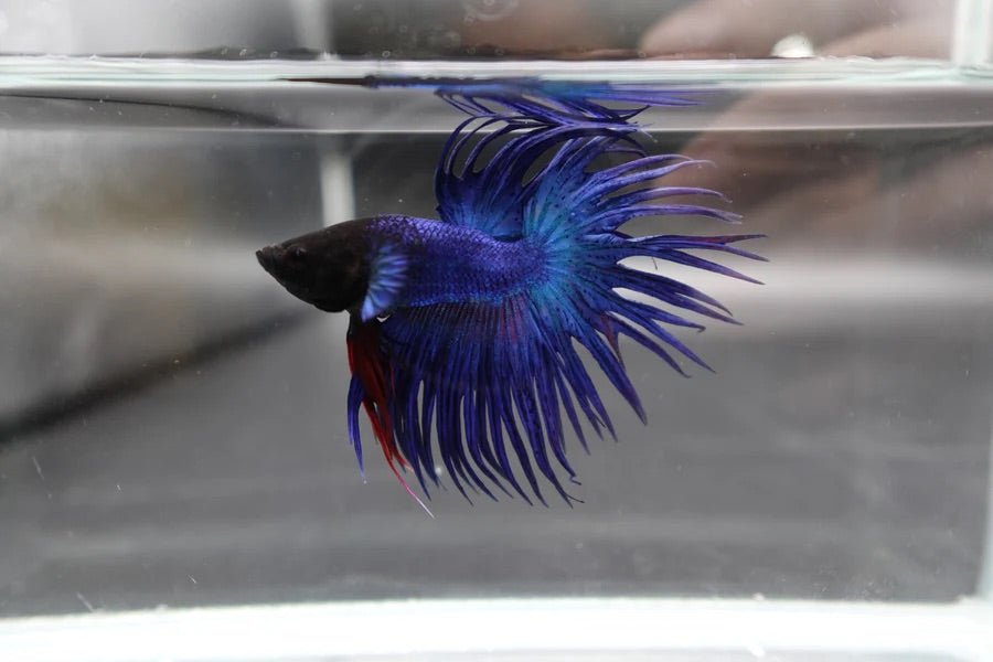 Colorful betta fish with elaborate fins in a clear container.