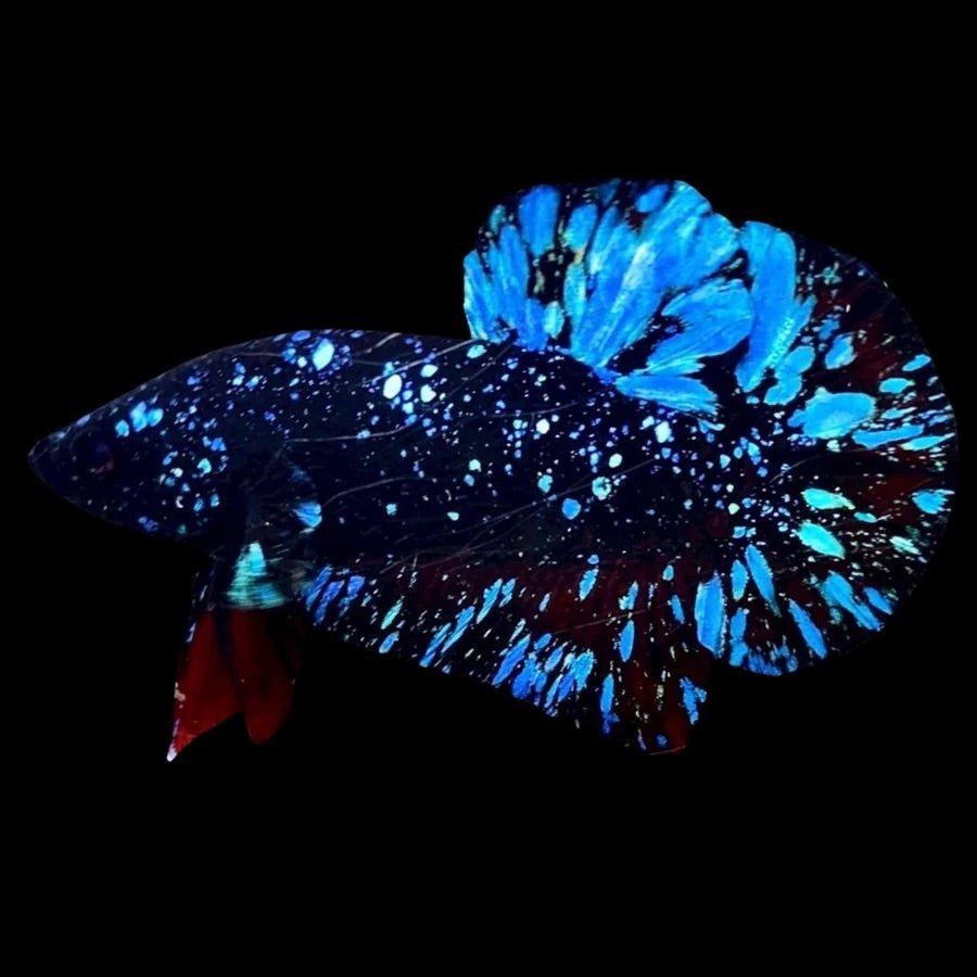 Blue_Red_Galaxy_Avatar_Plakat_ll - BettaElite UK