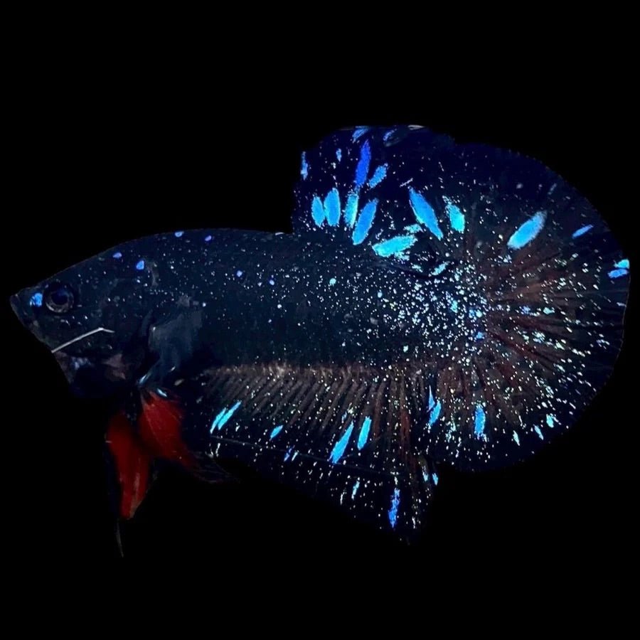 Blue_Red_Galaxy_Avatar_Plakat_lll - BettaElite UK