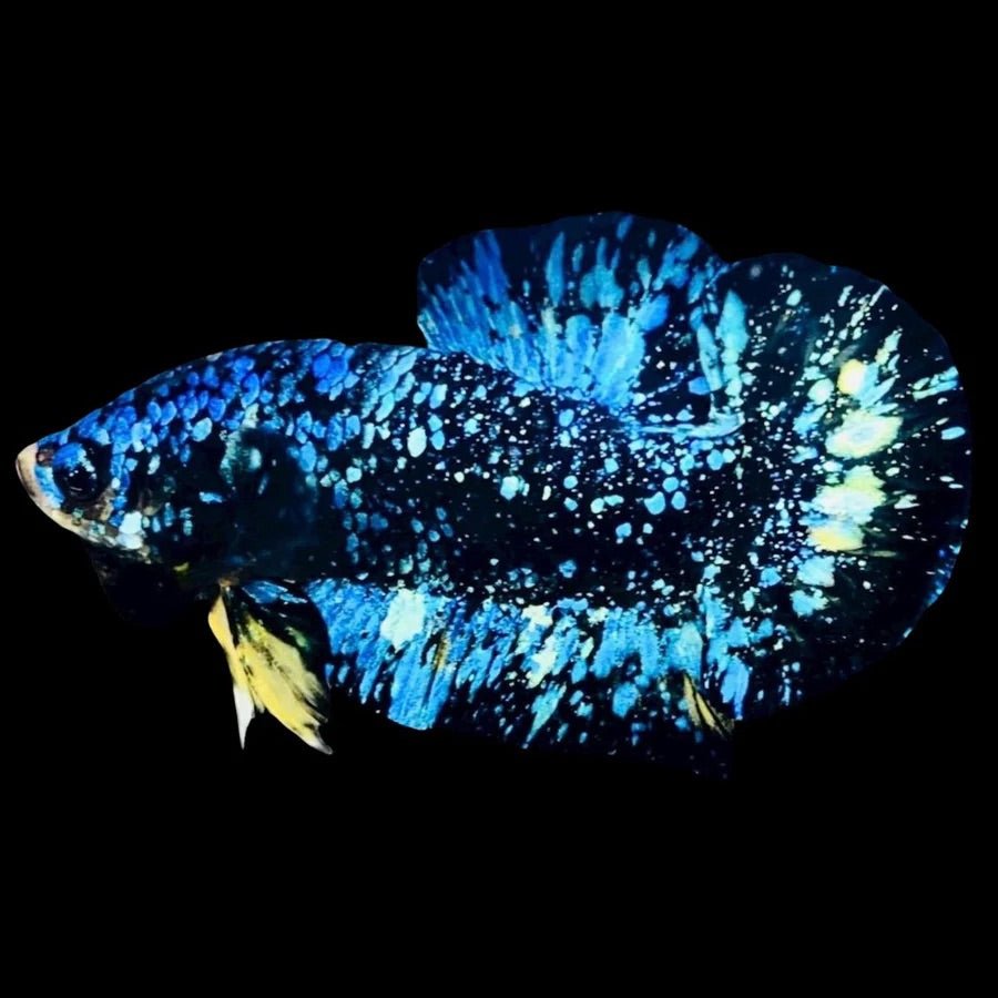 Blue_Yellow_Galaxy_Avatar_Plakat - BettaElite UK