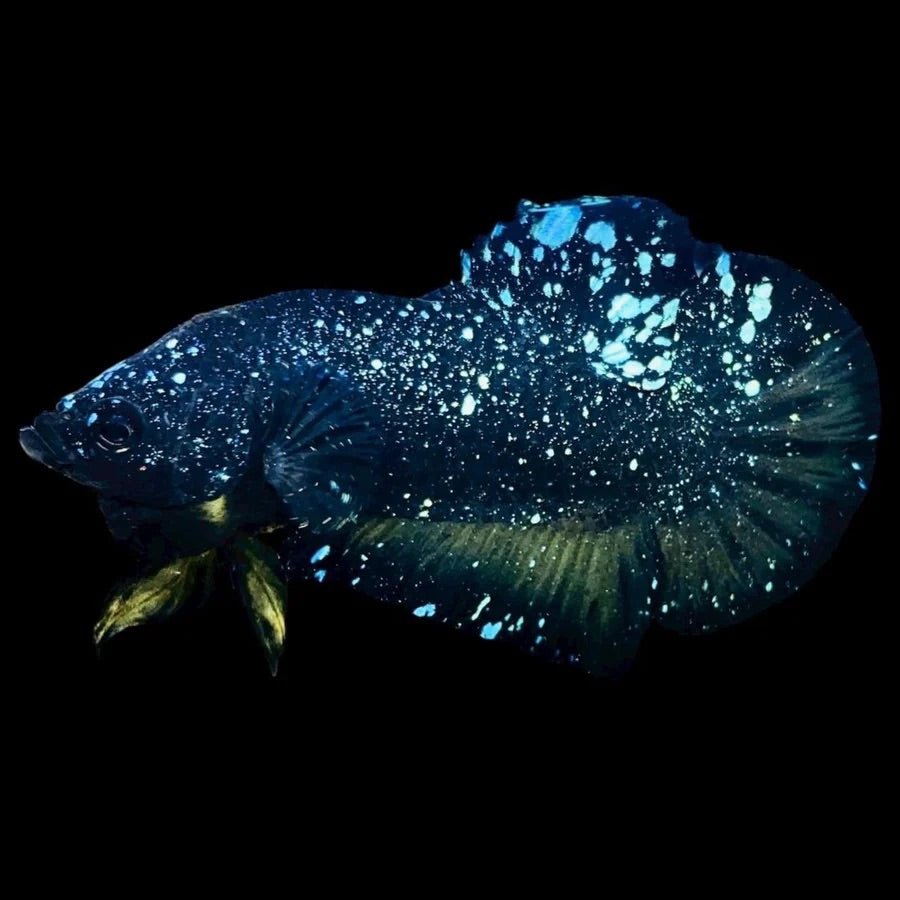 Blue_Yellow_Galaxy_Avatar_Plakat_ll - BettaElite UK