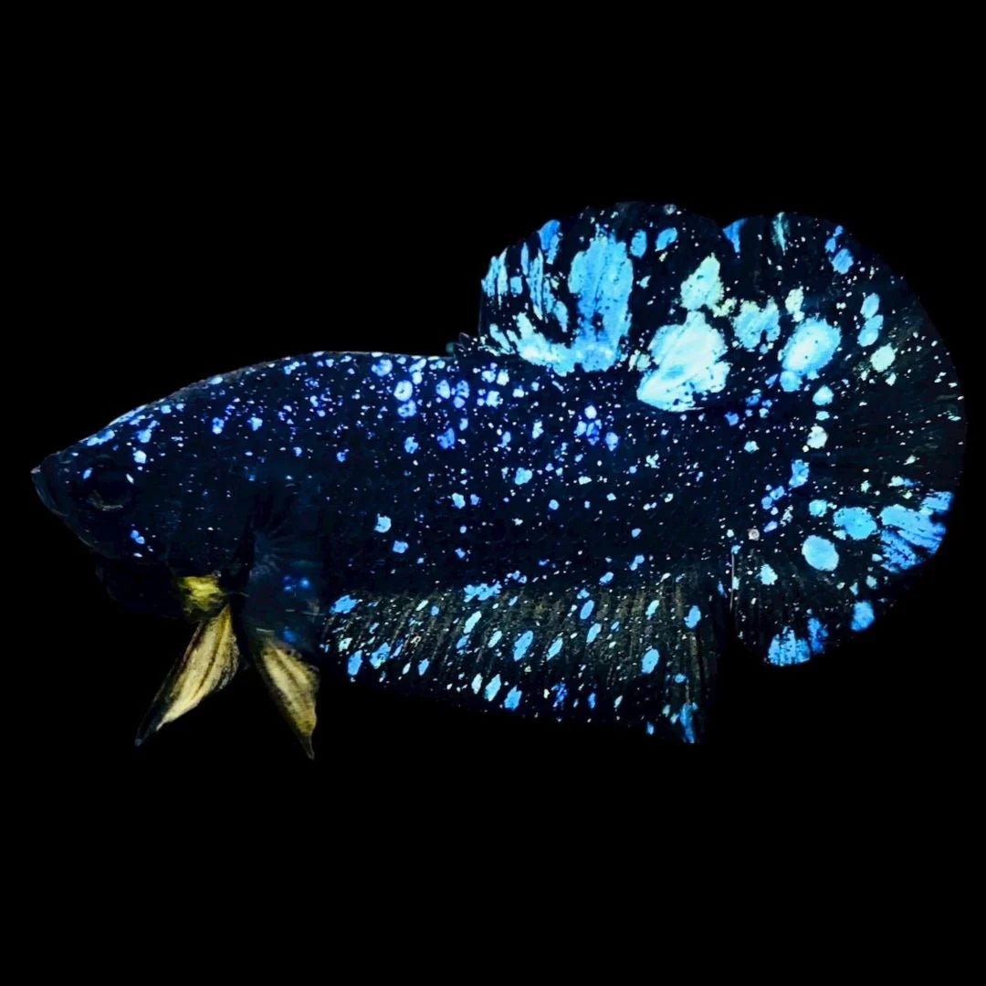 Blue_Yellow_Galaxy_Avatar_Plakat_llll - BettaElite UK