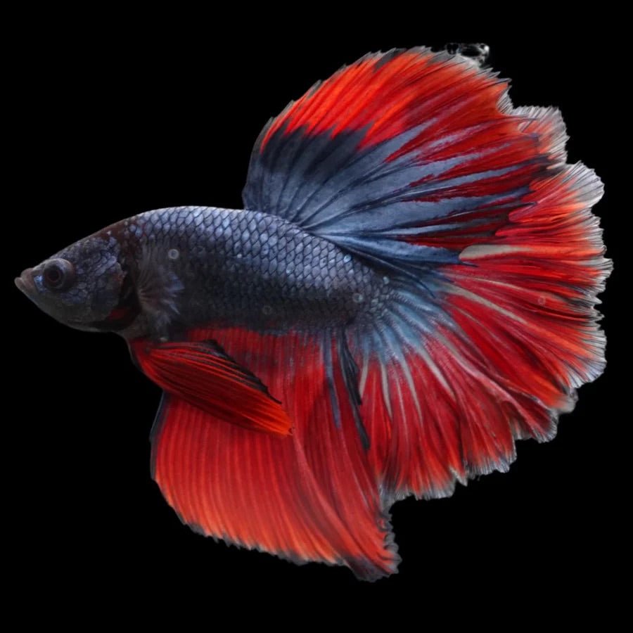 Classic_Halfmoon - BettaElite UK