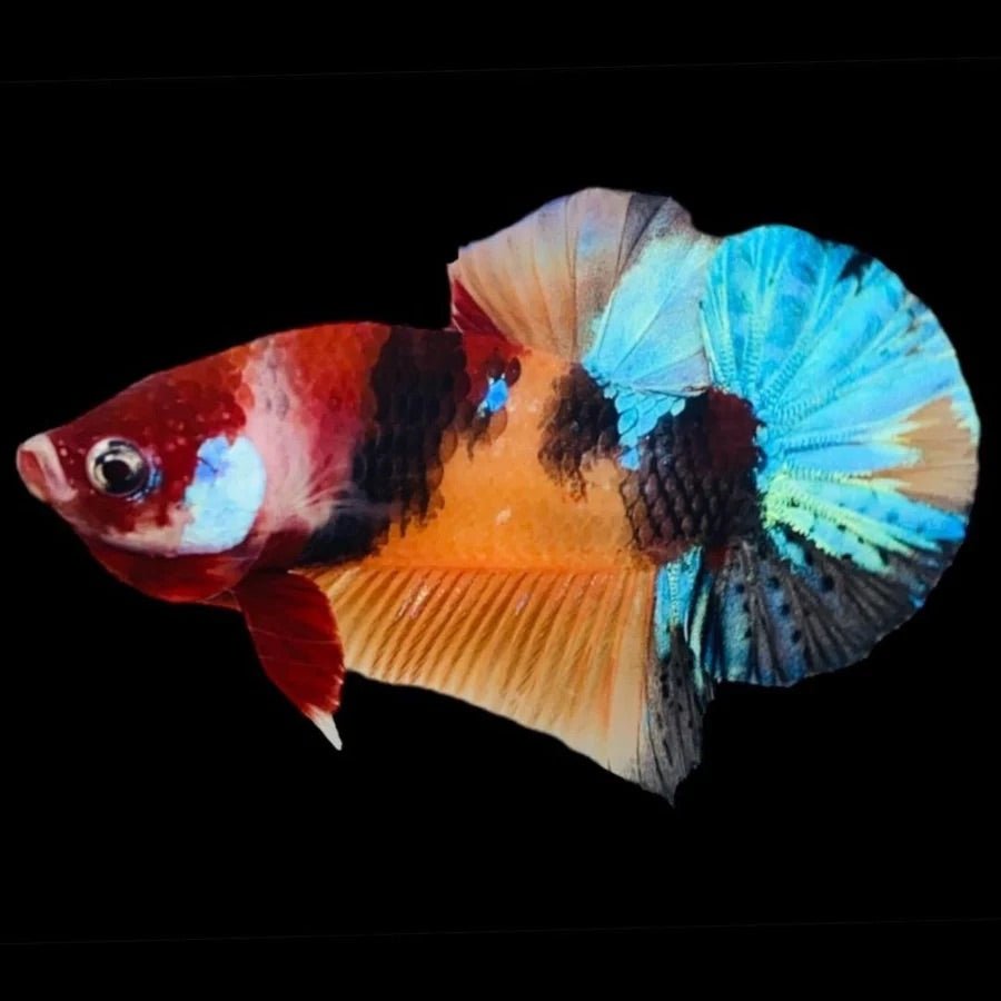 Multicolour_Galaxy_Koi_HMPK_1 - BettaElite UK