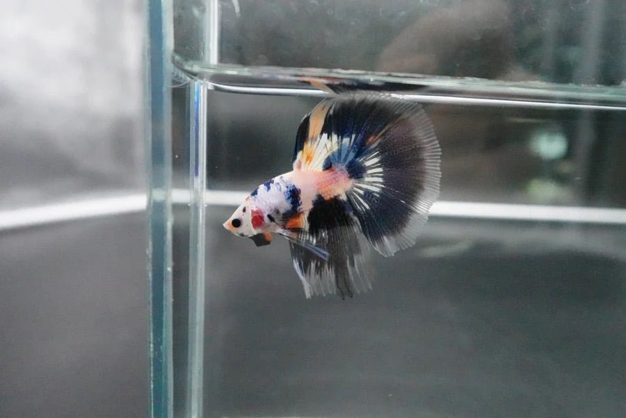 Multicolour_Halfmoon_2 - BettaElite UK