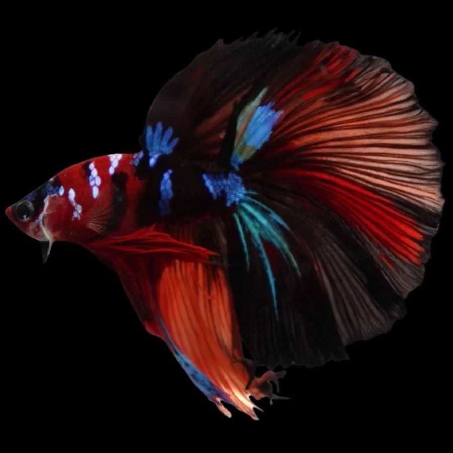 Multicolour_Halfmoon_7 - BettaElite UK