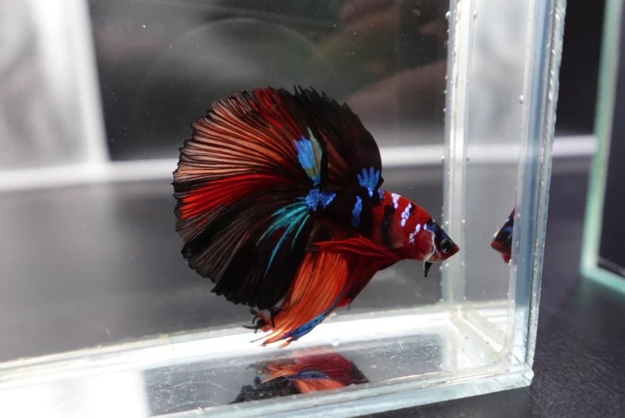 Multicolour_Halfmoon_7 - BettaElite UK