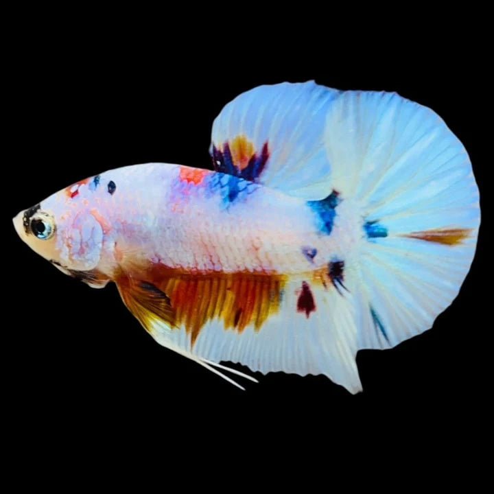 Multicolour_Plakat_GalaxyKoi_Pastel_1 - BettaElite UK