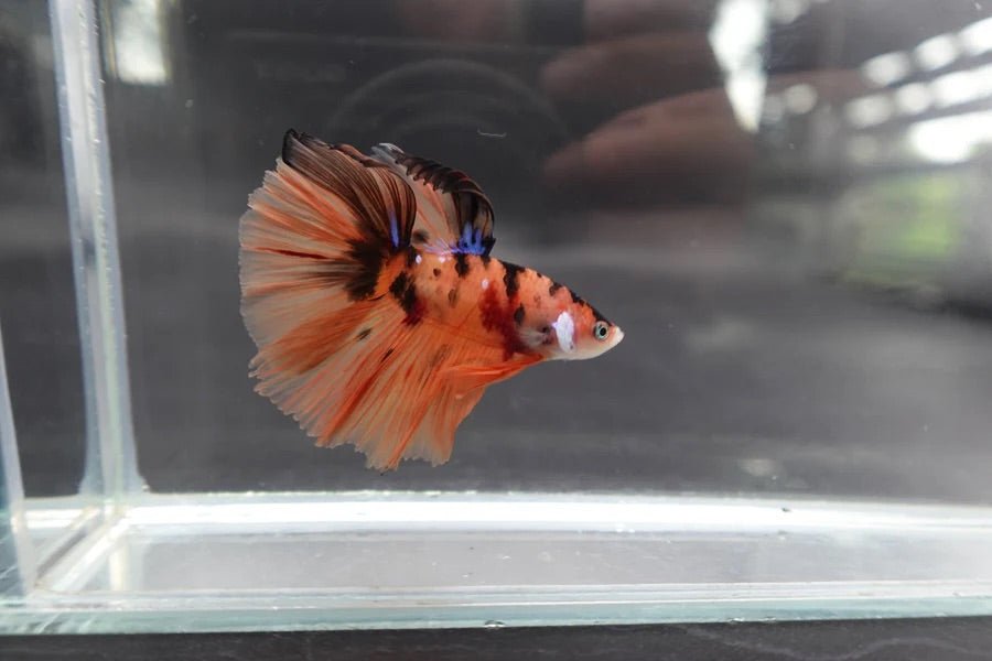 Orange_Fancy_Halfmoon - BettaElite UK