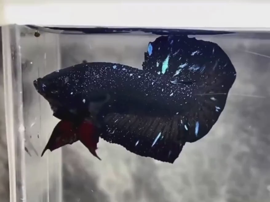 Blue_Red_Galaxy_Avatar_Plakat_lll